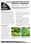 Important Foliar & Viral Diseases in Sugarbeet