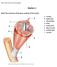 Station 1. Match the structures of the gross anatomy of the muscle.