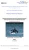 Marine Mammal Report