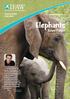 Elephants. Never Forget. Animal Action Education. Key Stage 2 (ages 8-11)