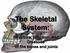The Skeletal System: Structure, Function, and Diseases of the bones and joints