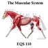 The Muscular System EQS 110