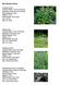 Bee Garden Plants. Asclepias syriaca Common Name: Common Milkweed Pollinators: Butterflies, Bees, Beetles Bloom Color(s): Purple. Height: 3 5 ft.