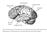 central sulcus parietal lobe frontal lobe occipital lobe Sylvian fissure temporal lobe