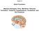 Chapter 14. Brain Functions. Medulla Oblongata, Pons, Mid-Brain, Reticular Formation, Thalamus, Hypothalamus, Cerebellum, and the Cerebrum