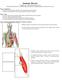 Anatomy Review. Graphics are used with permission of: Pearson Education Inc., publishing as Benjamin Cummings (