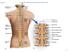 Fig Cervical spinal nerves. Cervical enlargement C7. Dural sheath. Subarachnoid space. Thoracic. Spinal cord Vertebra (cut) spinal nerves