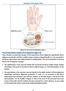 Anatomy of the Upper Limb
