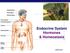 Endocrine System Hormones & Homeostasis. Regents Biology