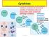 Cytokines modulate the functional activities of individual cells and tissues both under normal and pathologic conditions Interleukins,