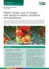 Pepino mosaic virus of tomato new results on strains, symptoms and persistence