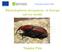 Rhynchophorus ferrugineus in Europe survey results Nándor Pete