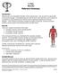 X-Plain Muscles Reference Summary