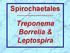Spirochaetales ~~~~~~~~~~~~~~~~~~ Treponema Borrelia & Leptospira