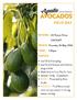 Avocado Nutrition and Soil and Leaf Testing