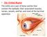 The sebaceous glands (glands of Zeis) open directly into the eyelash follicles, ciliary glands (glands of Moll) are modified sweat glands that open