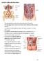 Lecture 56 Kidney and Urinary System