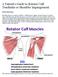 A Patient s Guide to Rotator Cuff Tendinitis or Shoulder Impingement