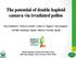 The potential of double haploid cassava via irradiated pollen