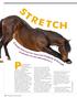 Performing stretches. Your horse must be healthy and comfortable, free from abrasions, wounds and other injuries. If your horse is suffering