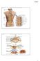 Copyright McGraw-Hill Education. Permission required for reproduction or display. C1. Cervical spinal ner ves. Thor acic. T12 Spinal nerve rootlets