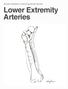 Gross Anatomy Coloring Book Series. Lower Extremity Arteries