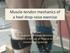 Muscle-tendon mechanics of a heel drop-raise exercise