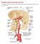 Principles Arteries & Veins of the CNS LO14
